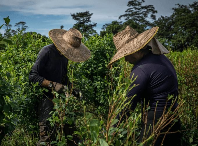 Agricultores cosechando hoja de coca