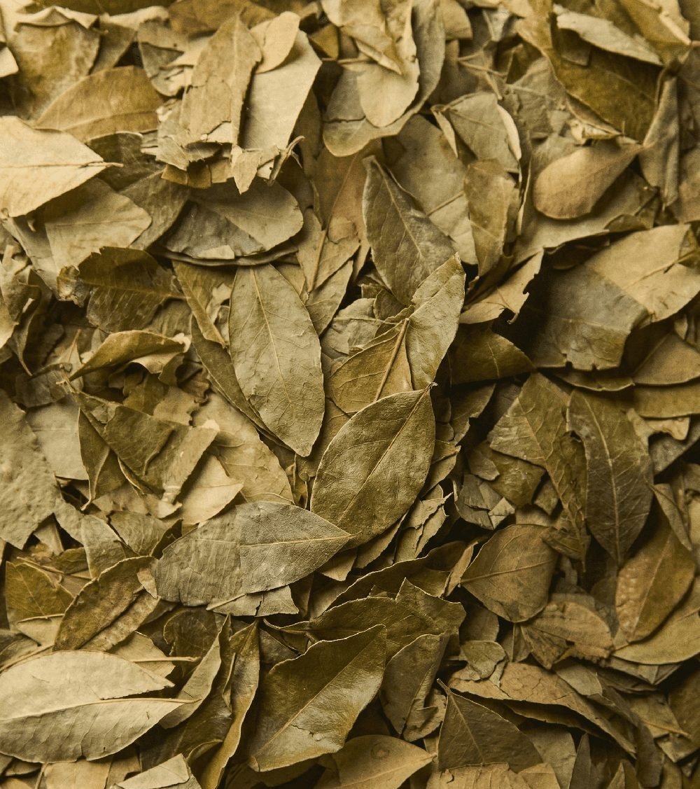 Hojas de coca secas